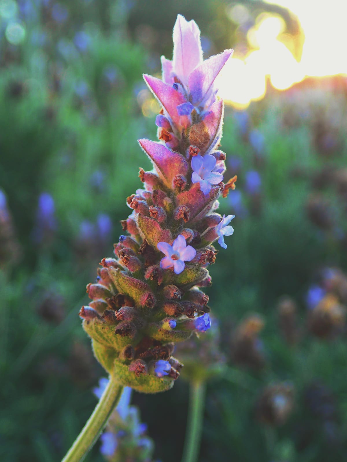 Close up of a lavender flower, some buds flowering, others closed up and dry, strong sunset in background