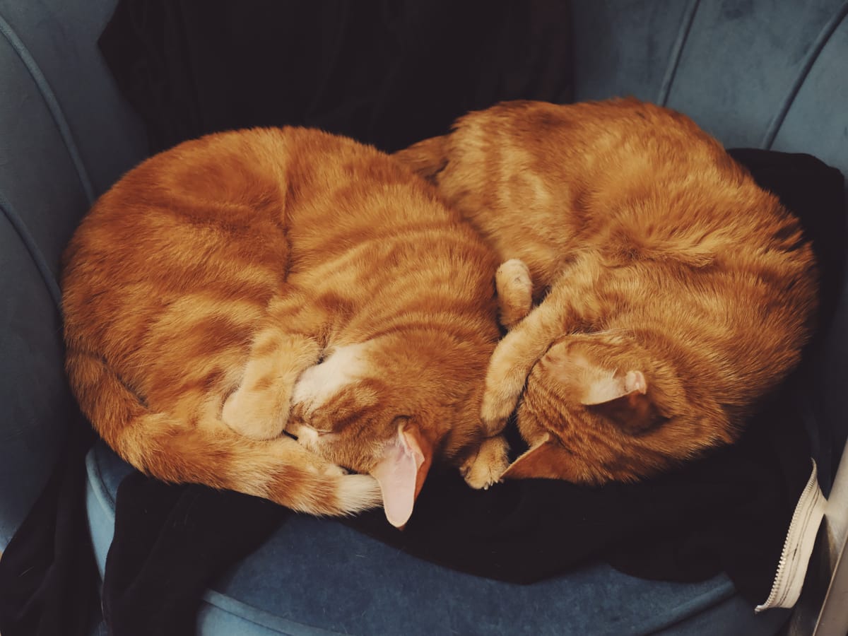 Two orange tabbies curled into balls on a couple black hoodies draped on a small, teal velvet lounge chair 