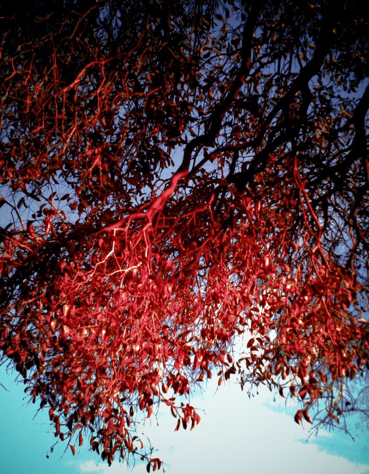 Low-res, overexposed, overly saturated picture looking up into reddened tree branches at sunset with blue sky background