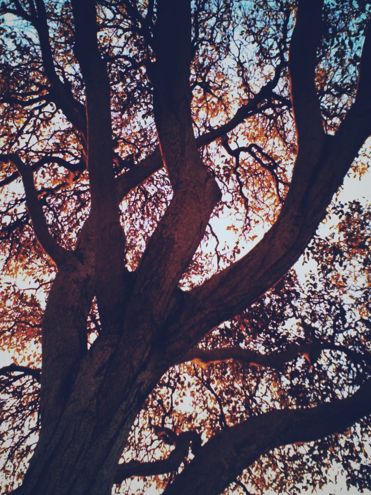 Looking up at thick, dark brown tree branches with sparse leaves in the background and a blown-out sky