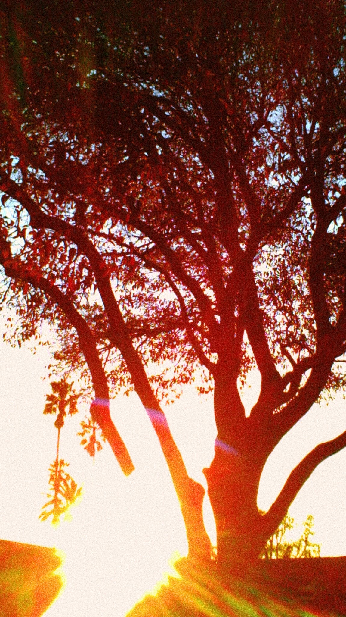 Grainy, overexposed picture of a tree with the setting sun blazing directly into the camera, flaring at bottom of frame