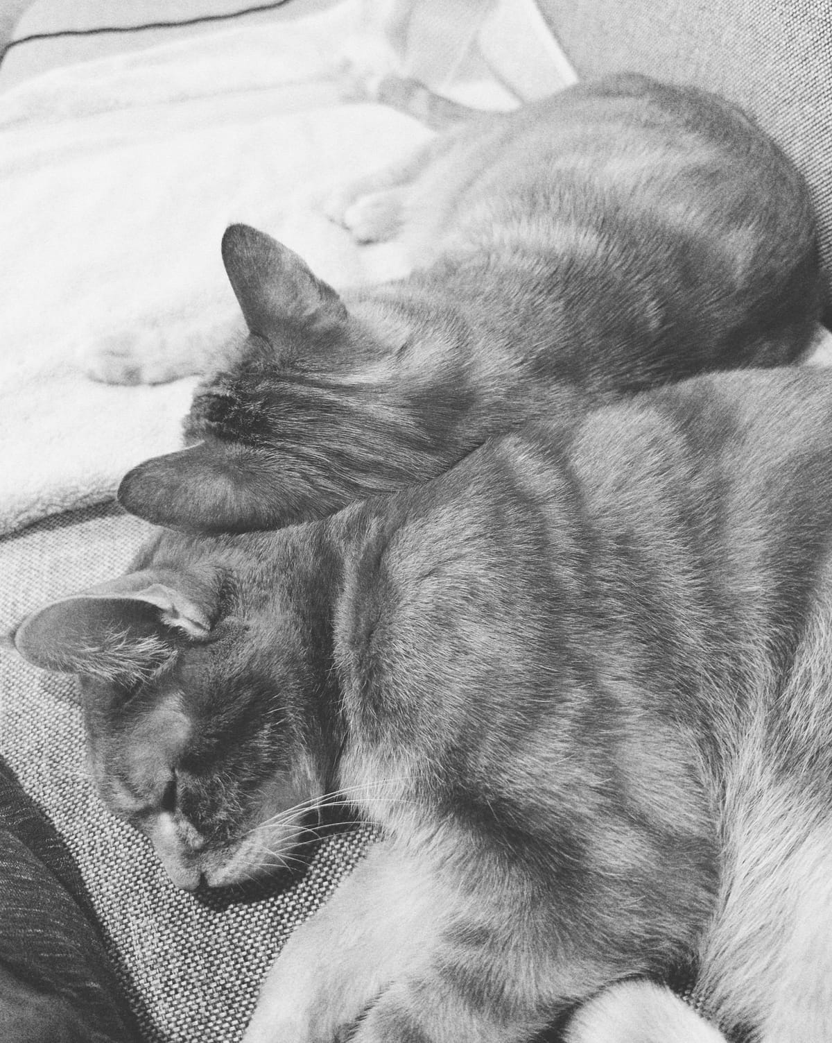 Black and white picture of 2 cats lying on a couch, the one in the back laying his head on the cat in the front