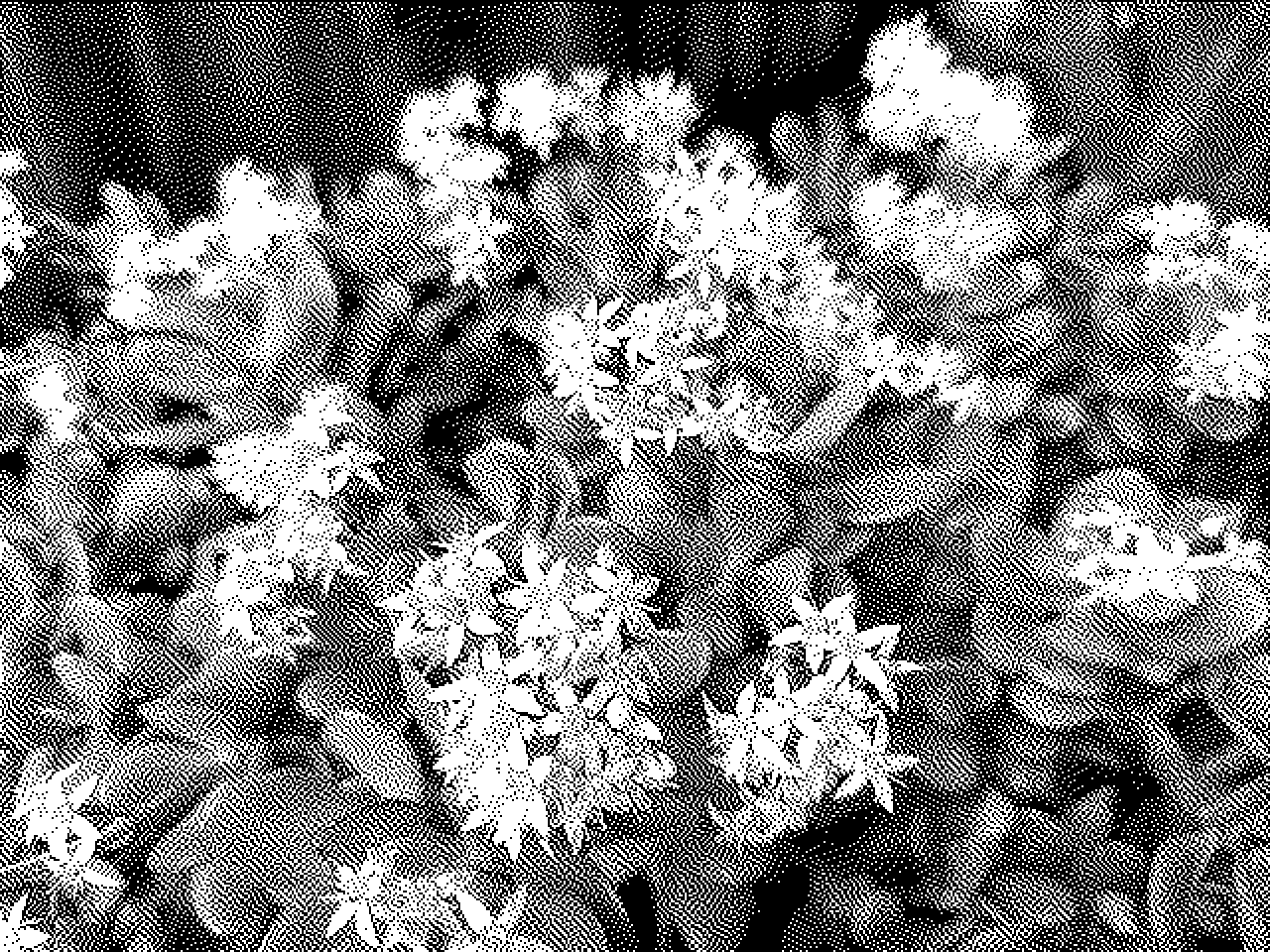 Low-resolution, monochrome picture of jade plant and its small flowers