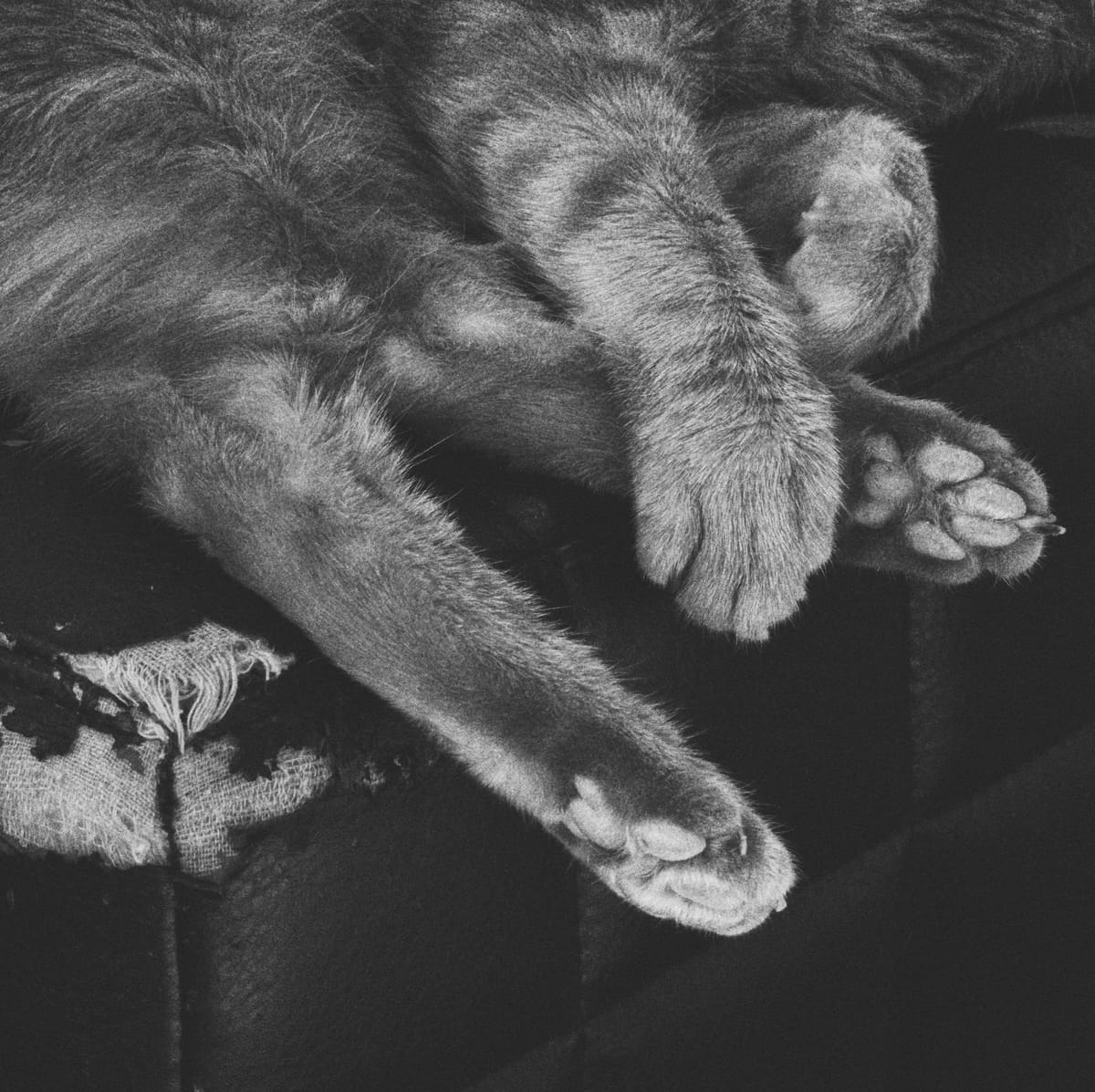 Close up framing of a cat's paws showing him holding one of his back feet with his right front paw while lying on an ottoman