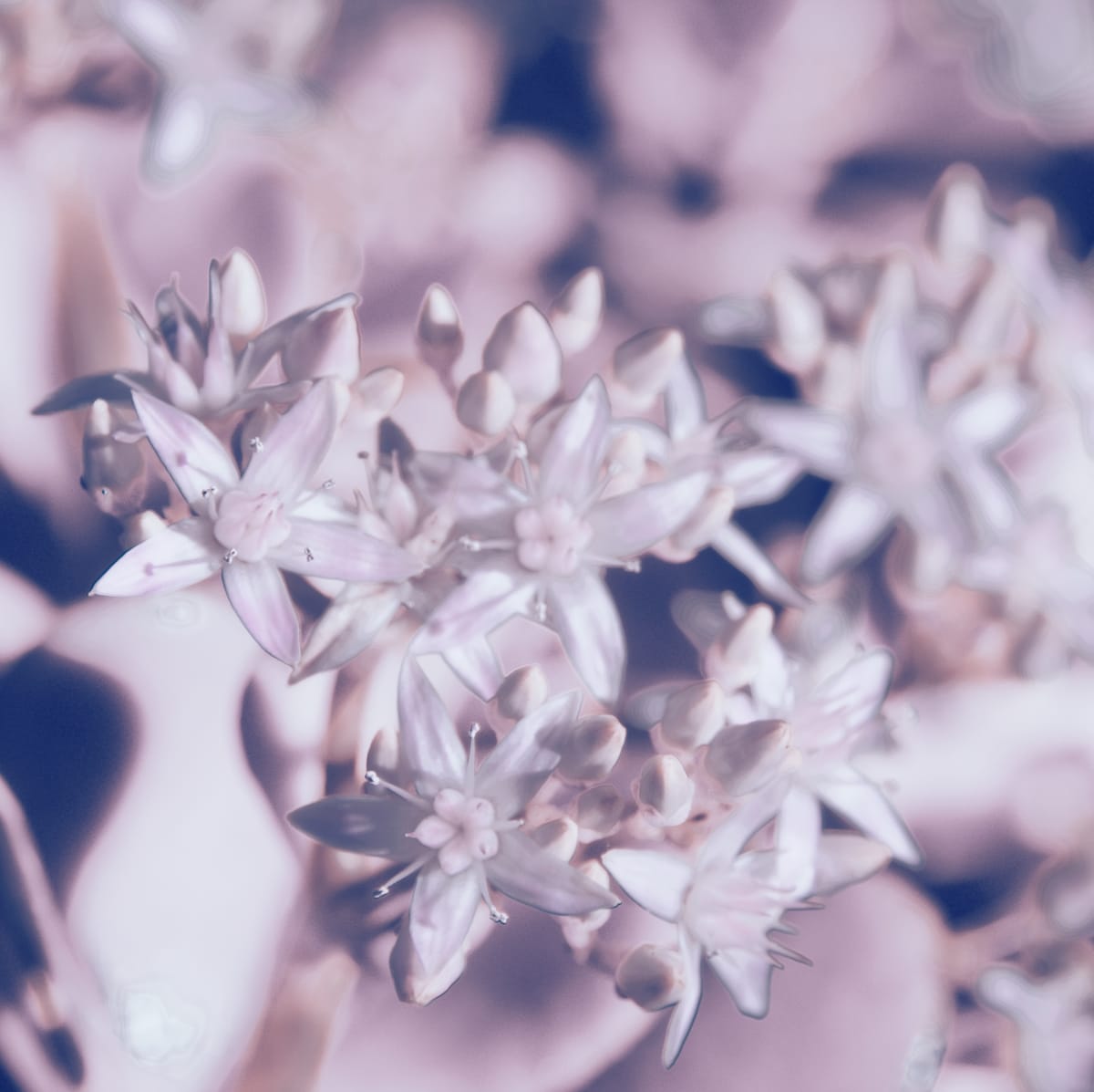 Close up of jade plant flowers edited to emulate infrared imagery; blooms are very pale pink with solarization