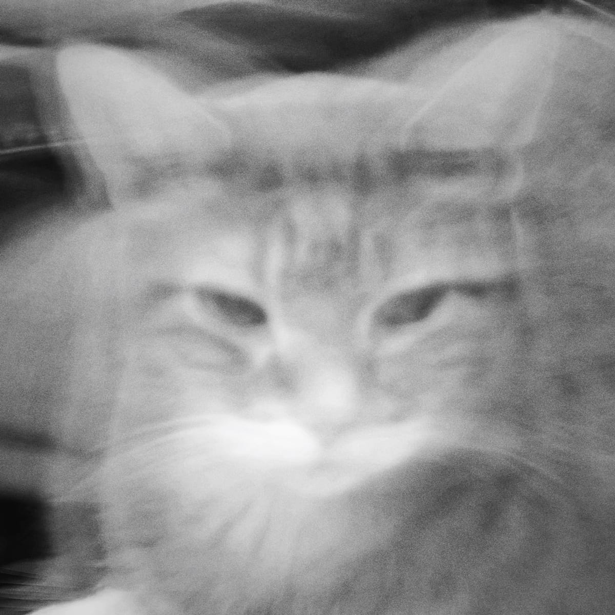 Close up monochrome picture of a cat's face blurred with intentional camera movement