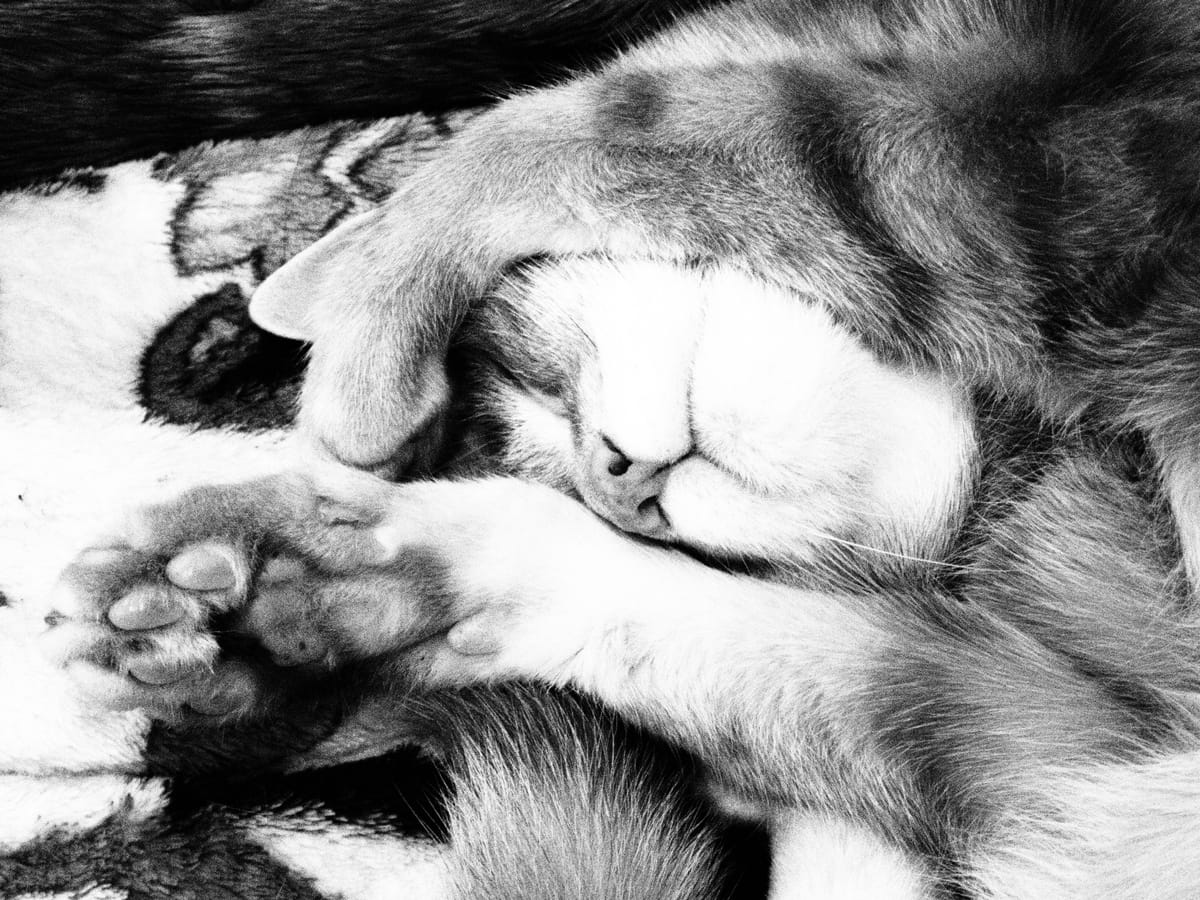 Monochrome picture of a cat sleeping with his paws wrapped around his face, his toebeans showing for his right paw