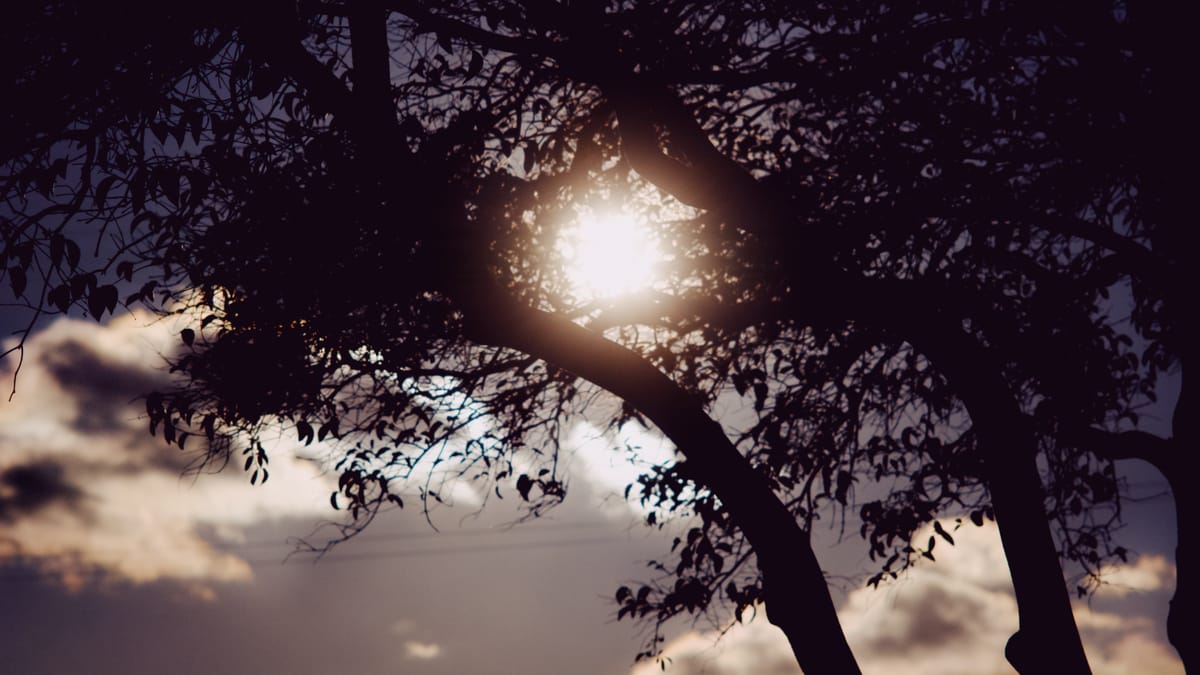 Tree silhouetted with evening sun shining brightly through the branches, a glowing ball; luminous fluffy clouds in background