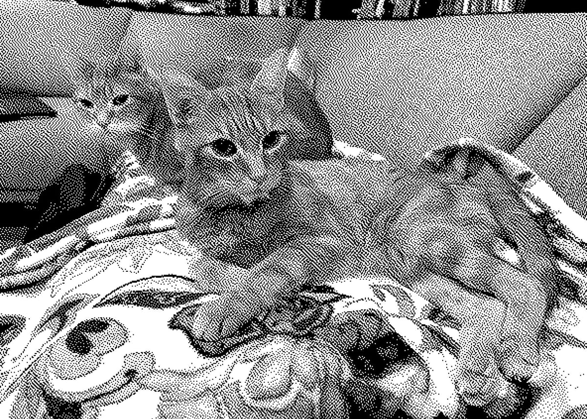 1-bit monochrome picture of two cats laying on a sofa, the cat in front lying on his side, the cat behind loafing