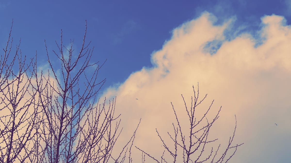 "Widescreen" framed sky picture with a blurple sky, puffy sun-kissed clouds, and some nubbly tree branches; a couple flying birds barely visible