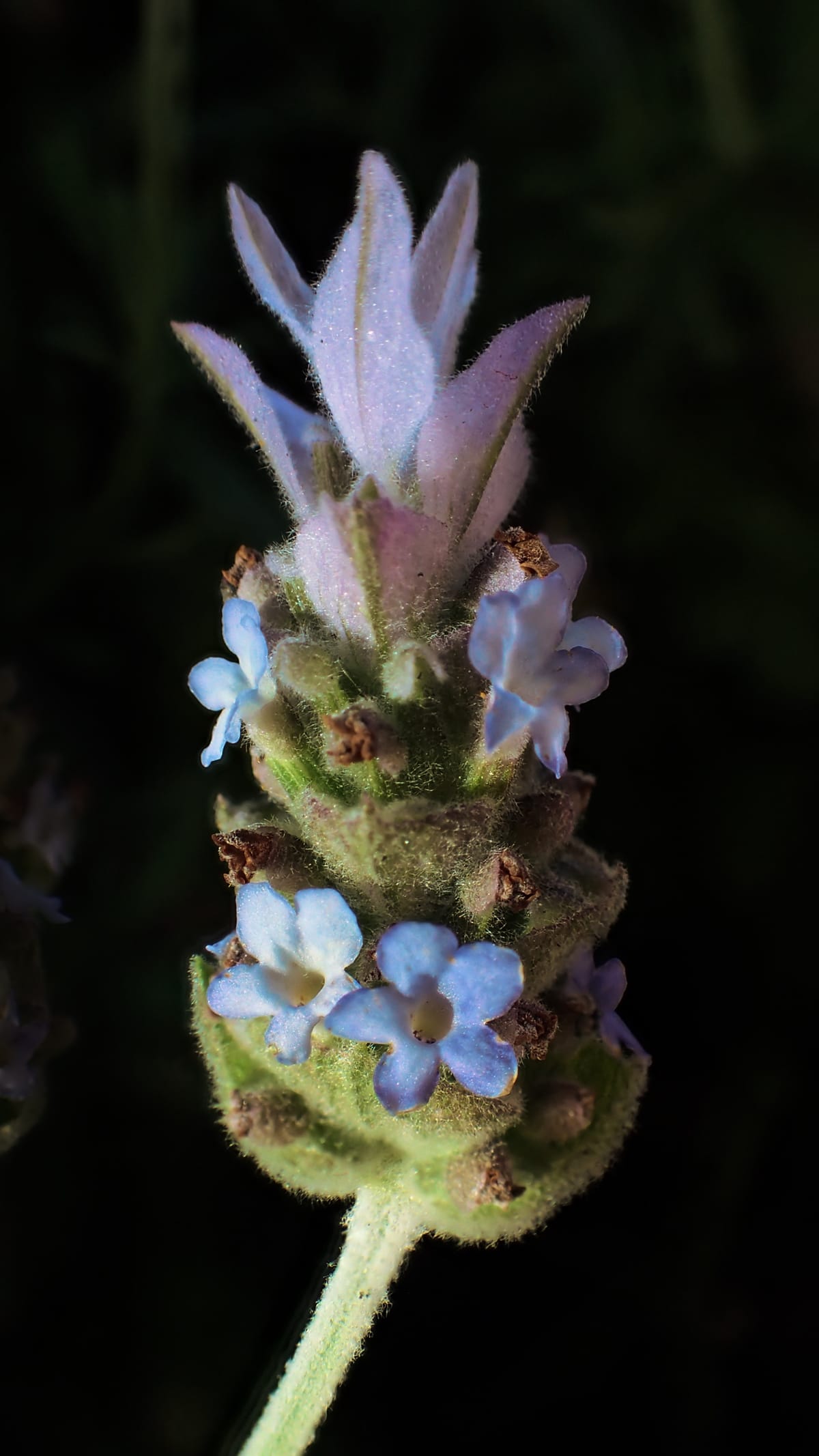 Macro of a lavender bloom in reflected sunlight, its background nearly black