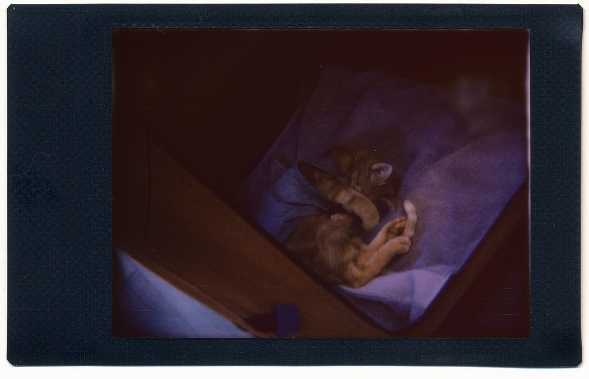 Underexposed image of a cat with a gray sleeveless shirt on, sleeping on a purple towel in a pop-up mesh "crate", his paws covering his face