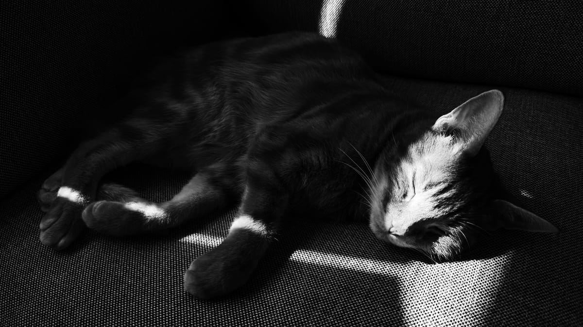 A cat lying on a sofa, most of his body barely visible in dark shadow, a stripe of bright sun highlighting his eyes and nose