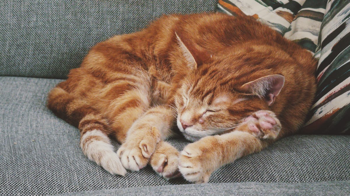 Orange tabby curled up, sleeping on a gray upholstered couch, one of his back feet sticking out from under his face, making things look awkward, unreal