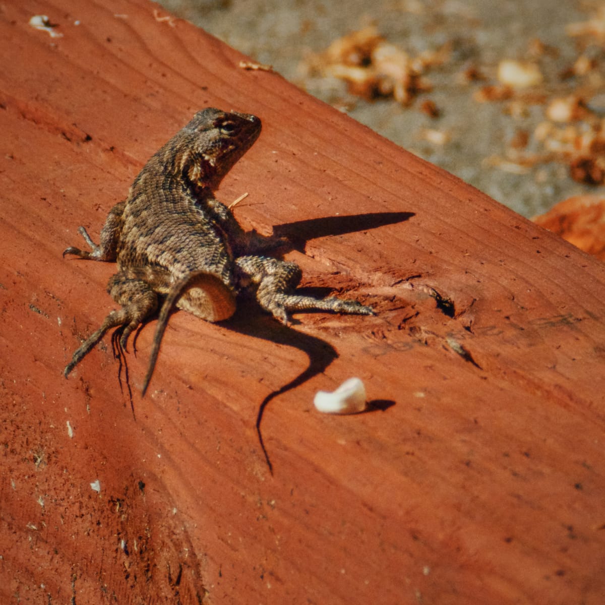 Telephoto image of a small brown lizard (Western Fence lizard?) sitting on a reddish brown plank of wood in the afternoon sun