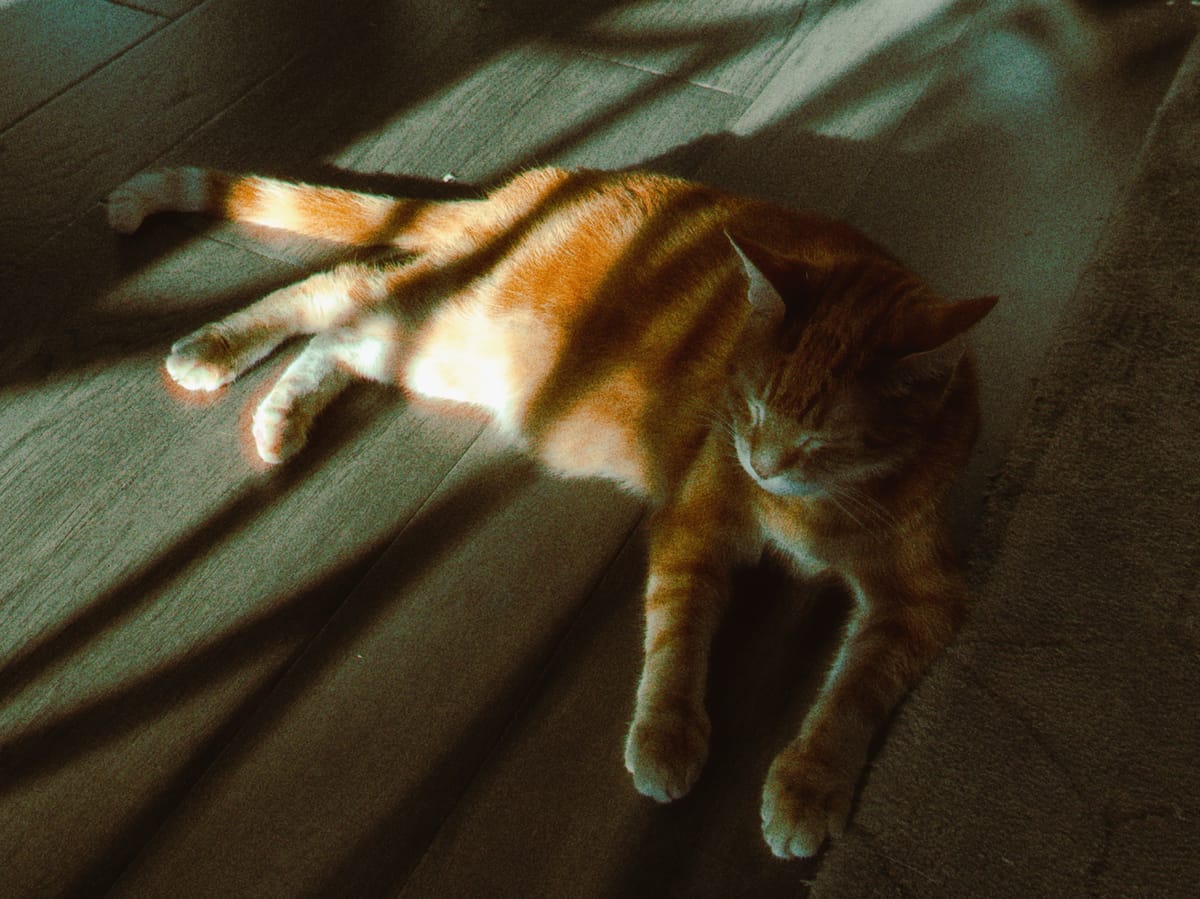 Grainy vintage-looking image of an orange tabby lying on his side on a hardwood floor with some abstract swooping shadows from early evening sunset covering him
