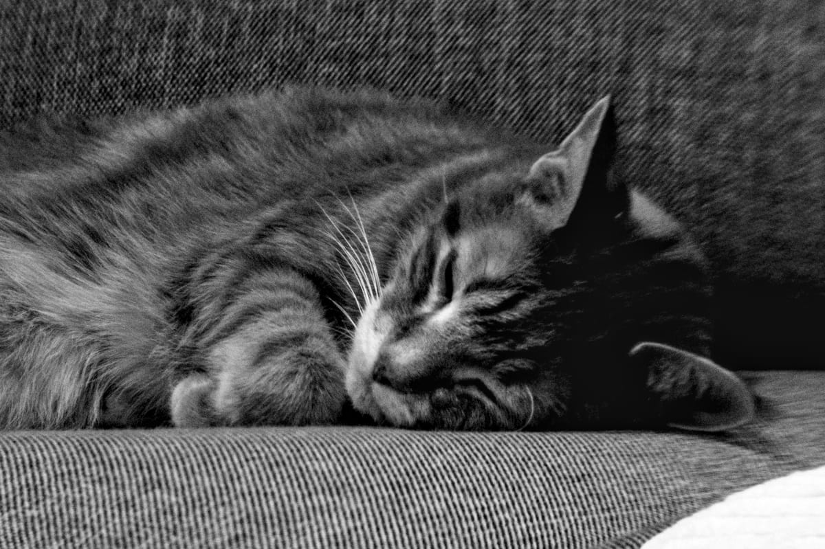 Grainy black and white picture of an orange tabby lying with his head on a couch cushion, eyes closed, paws folded under his chin