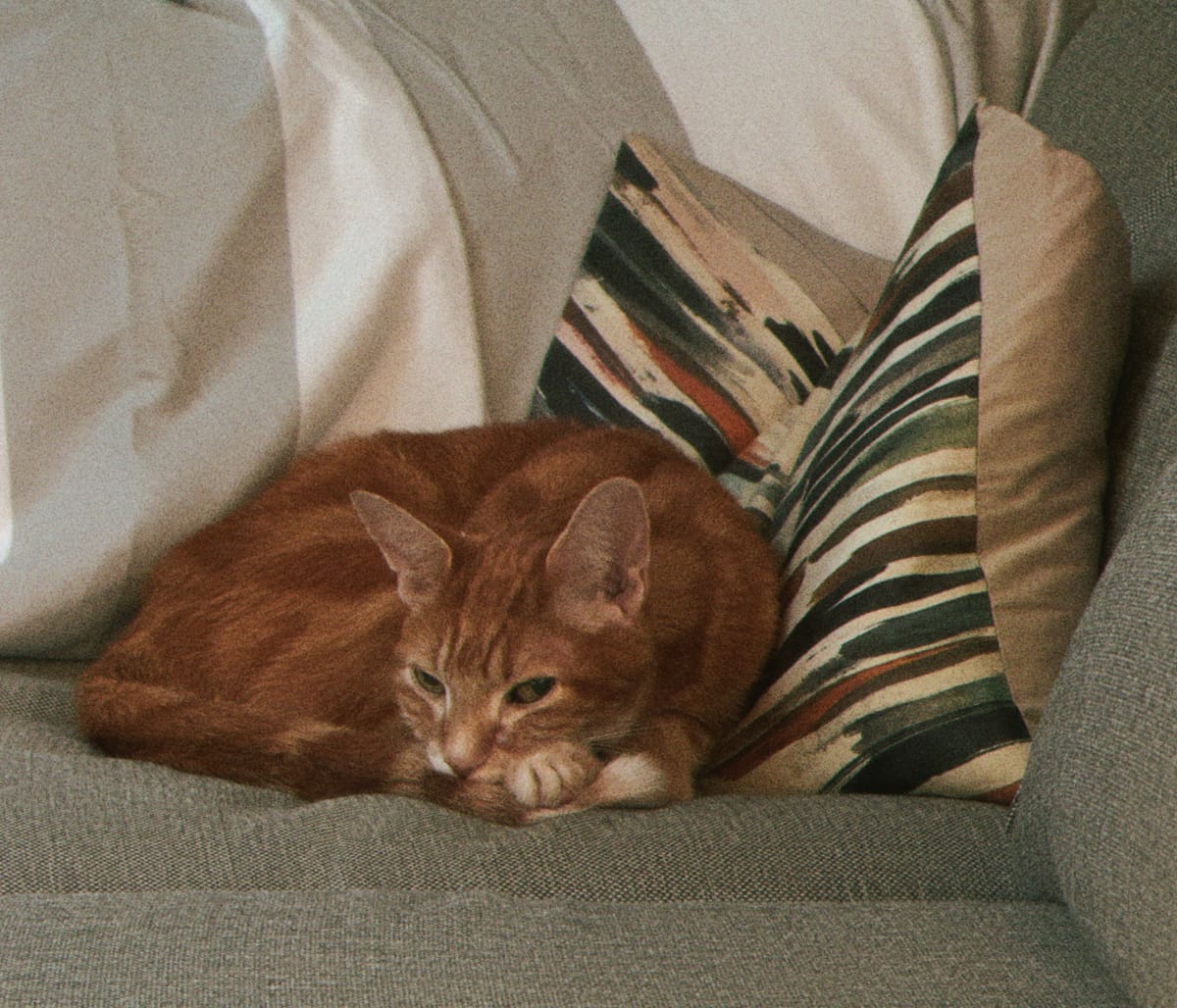 Grainy picture of an orange and cream tabby lying on a sofa, giving the camera side eye