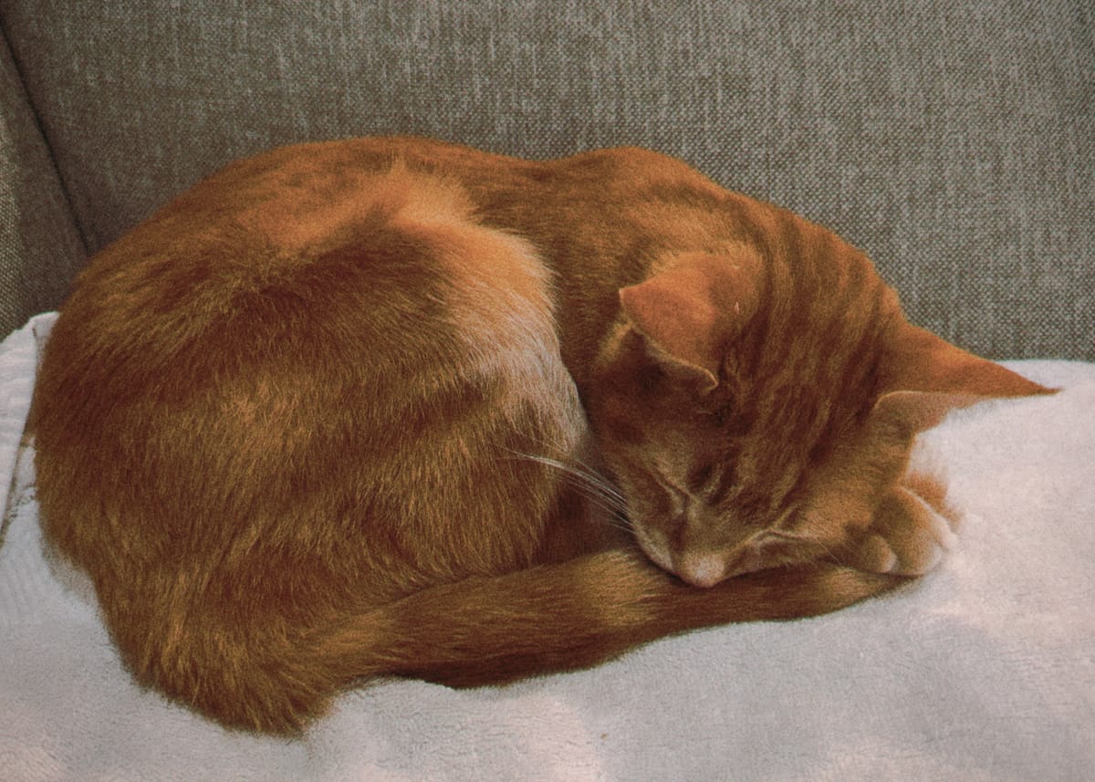 Orange and cream tabby curled up on a white towel on a gray sofa, his eyes closed