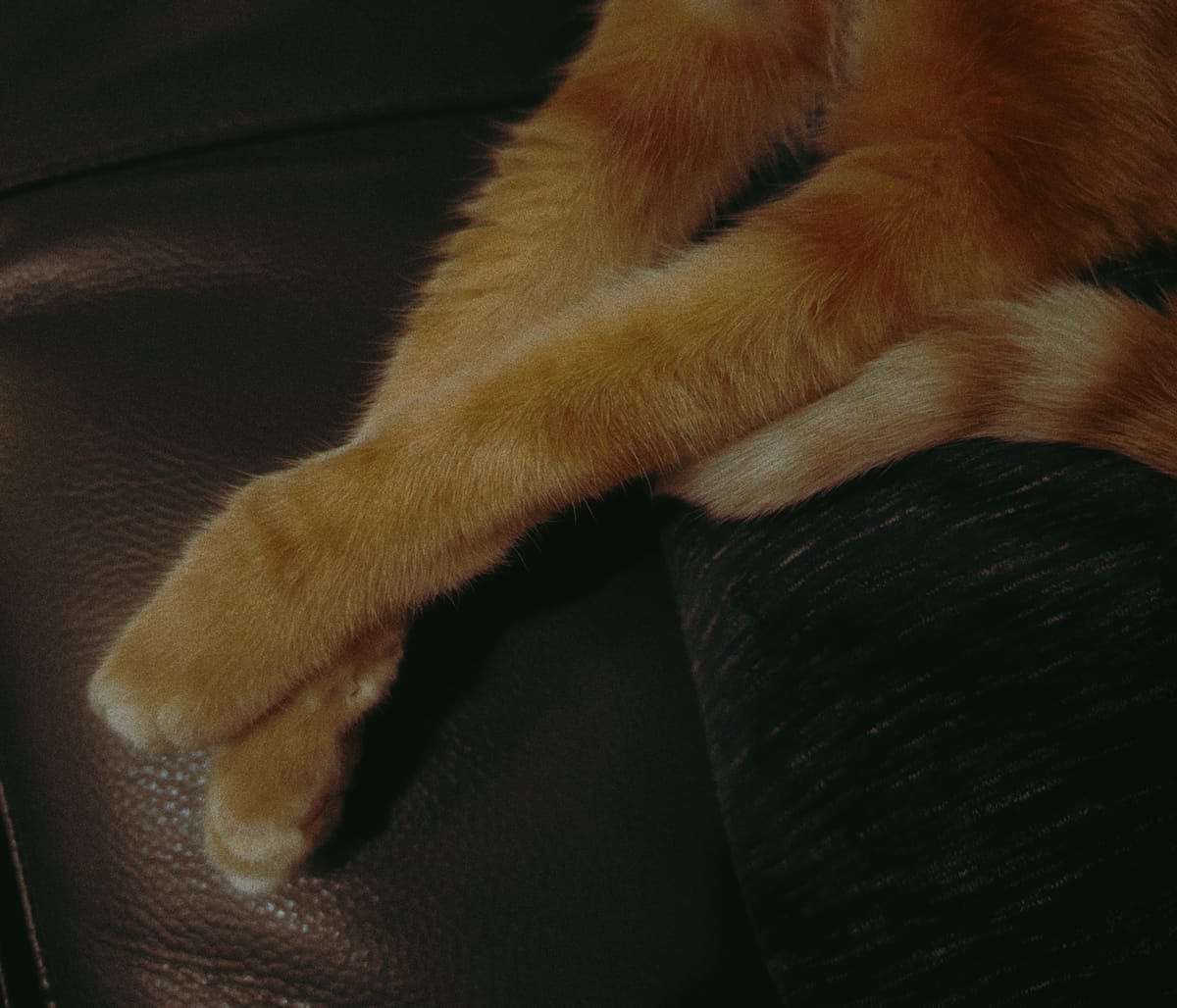 Close-up on an orange and cream tabby's crossed front paws, the tip of his tail visible from the right of the frame, caught under his left front arm