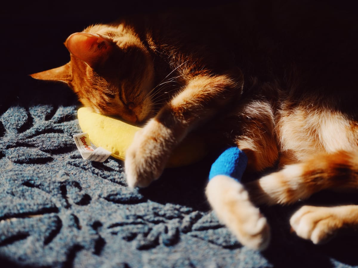 Orange and cream tabby lying down on a blue mat in a streak of sunlight, hugging a yellow banana toy, a blue gauze wrap around his right ankle