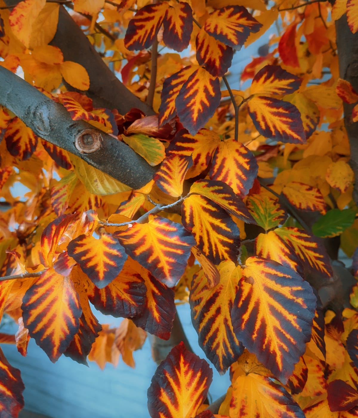 Close up of yellow and dark brown-red leaves clustered among tree branches