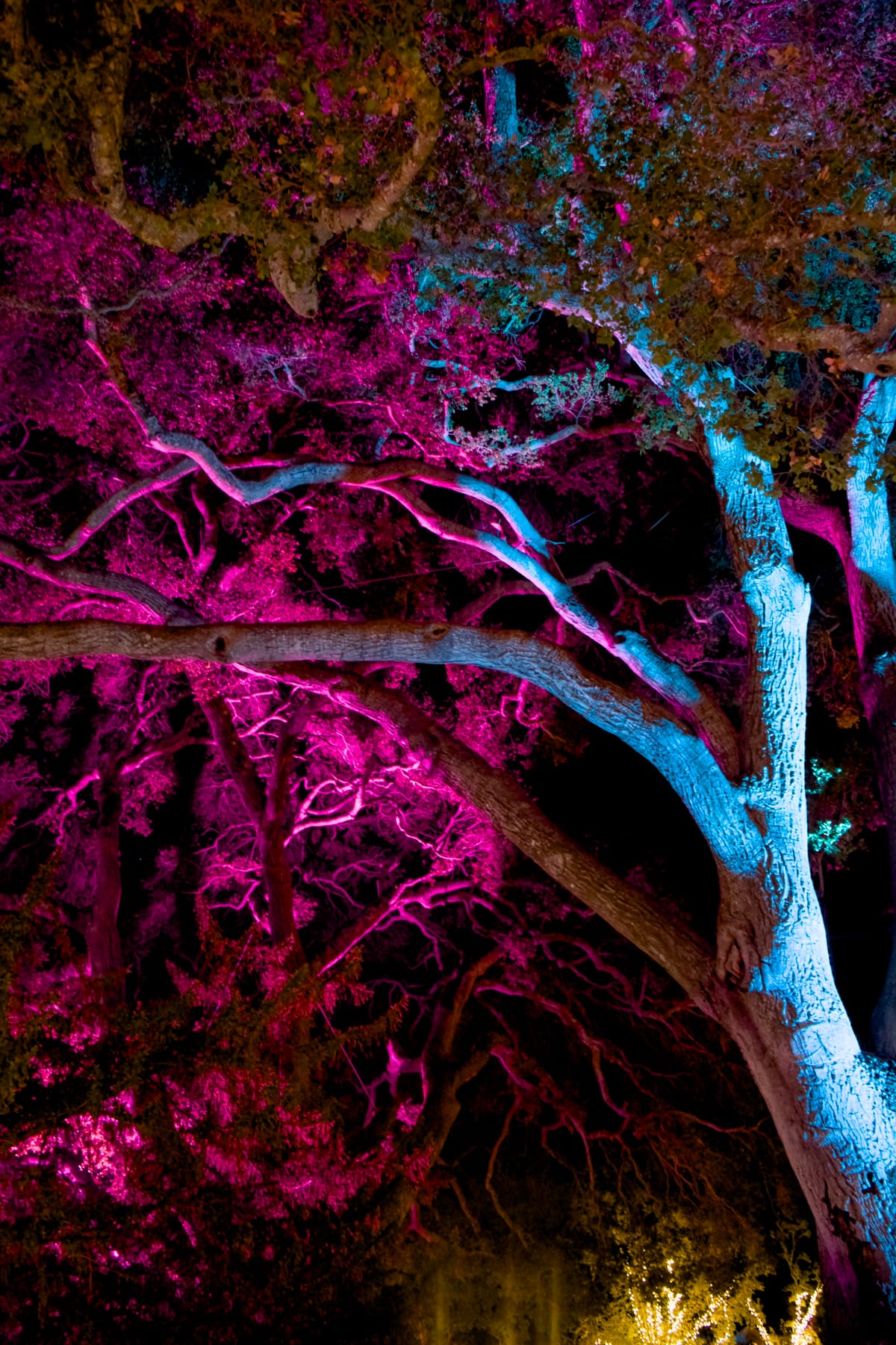 Trees with reaching branches lit up at night by magenta, blue, and yellow lights
