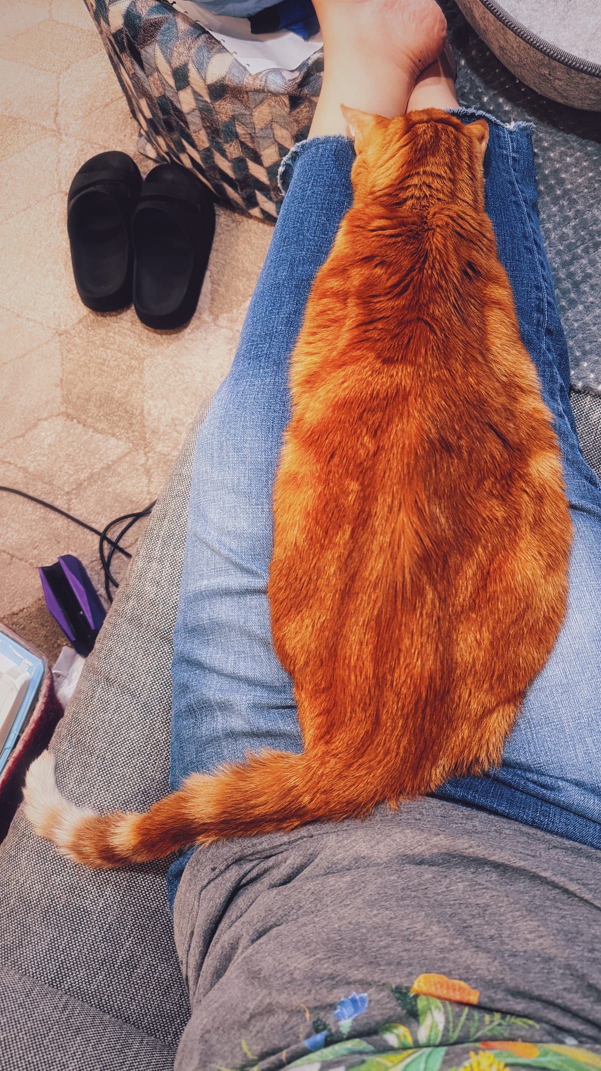An orange and cream tabby lying down on someone's outstretched, crossed legs, faceplanting