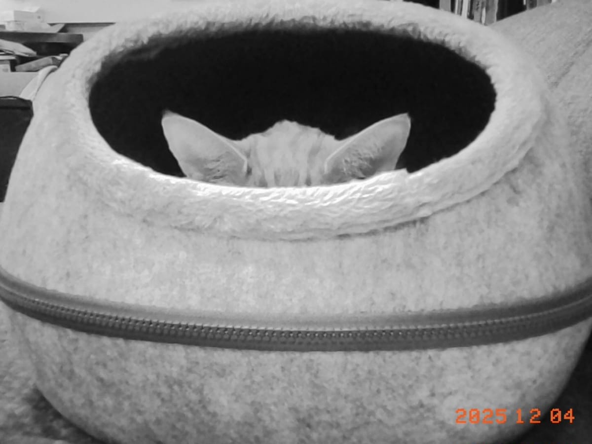 Black and white photo of a gray felt cat “cave” bed, the top of a cat’s head and ears visible in the oblong opening to the bed