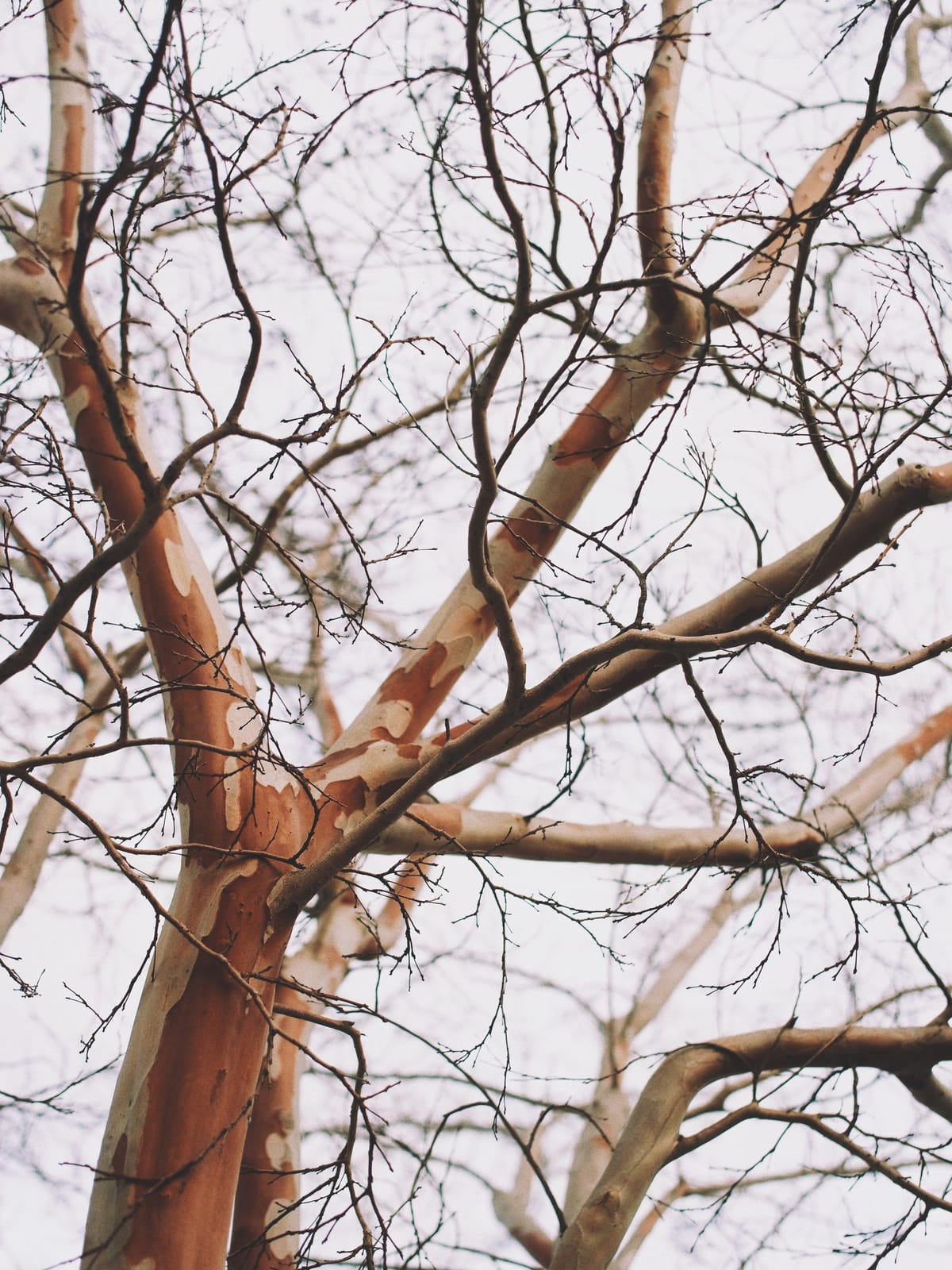 Abstract, close-up image of tree branches with reddish and tan splotchy bark against a gray sky