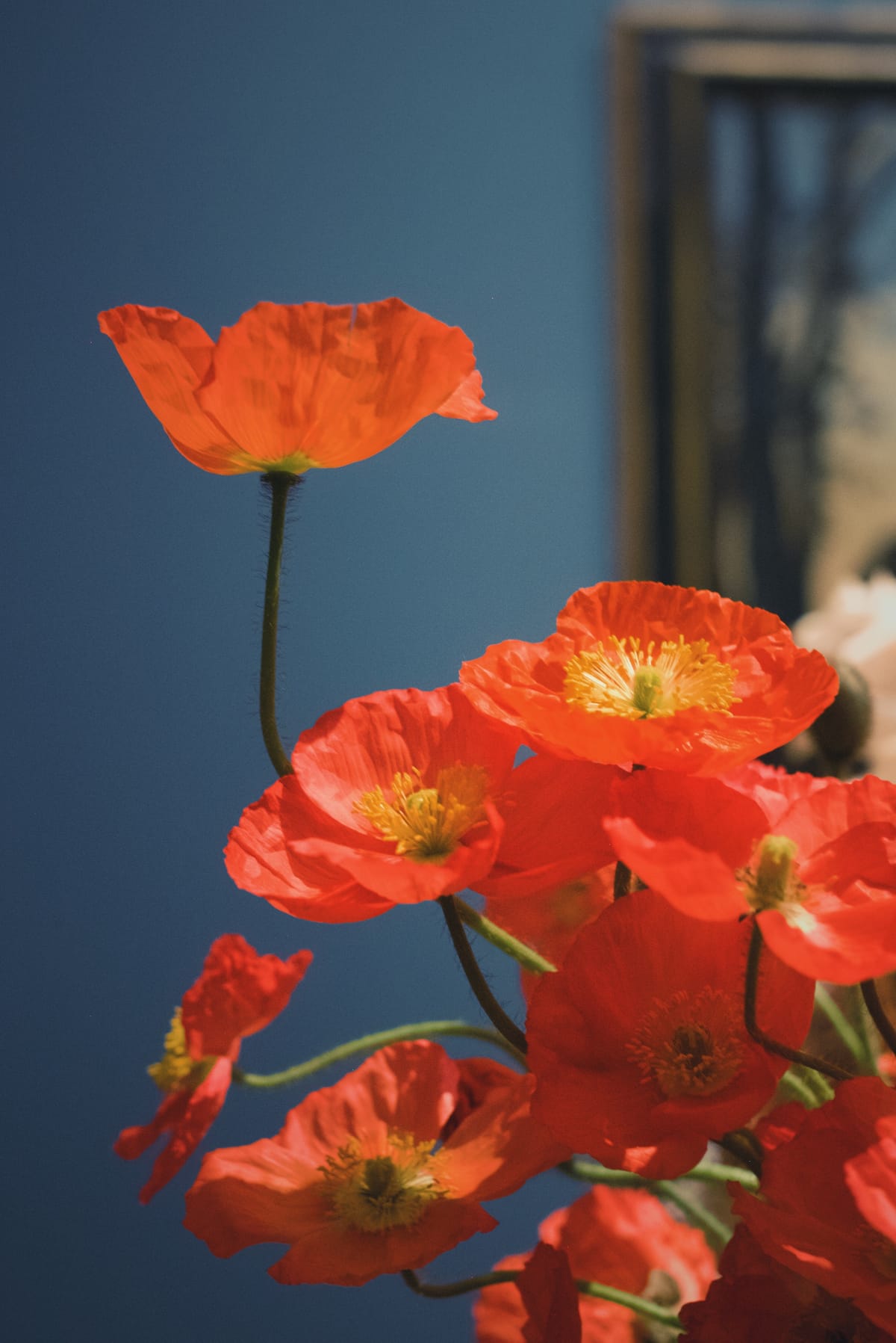 Some orange poppy blooms in front of a medium blue-gray wall and a partial painting in the background