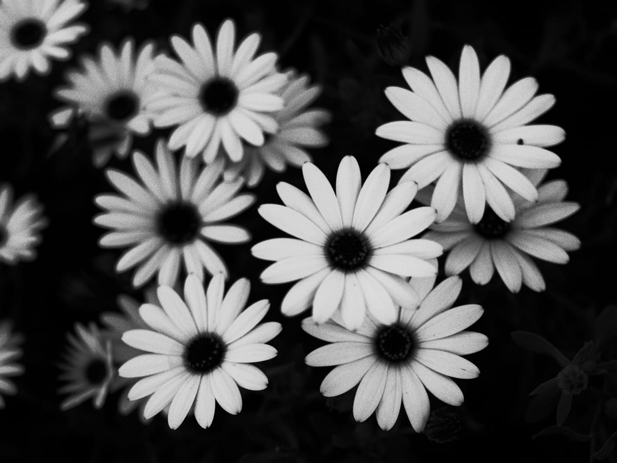 High-contrast black and white image of unknown daisy-like flowers with white petals and black centers against a black background