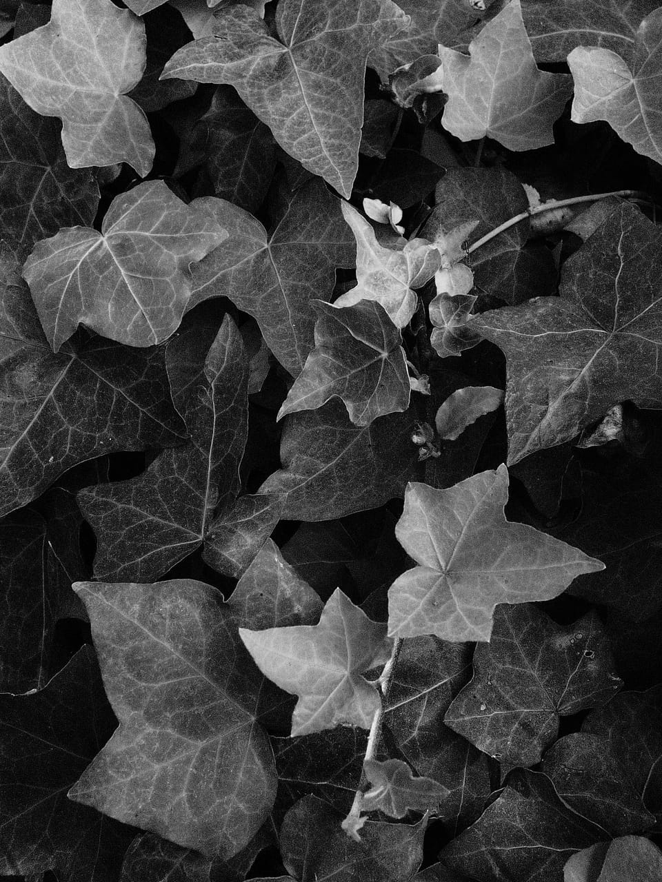 picture a day: may 8