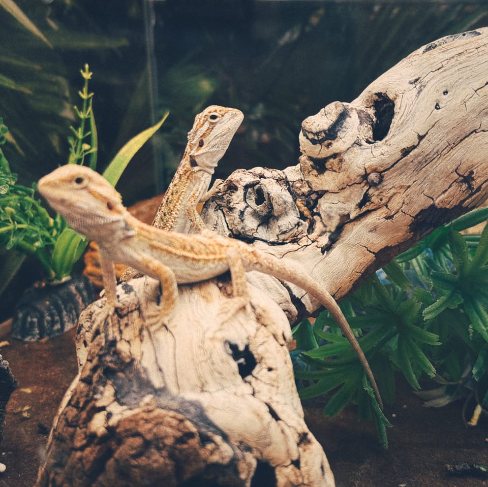 picture a day: may 20