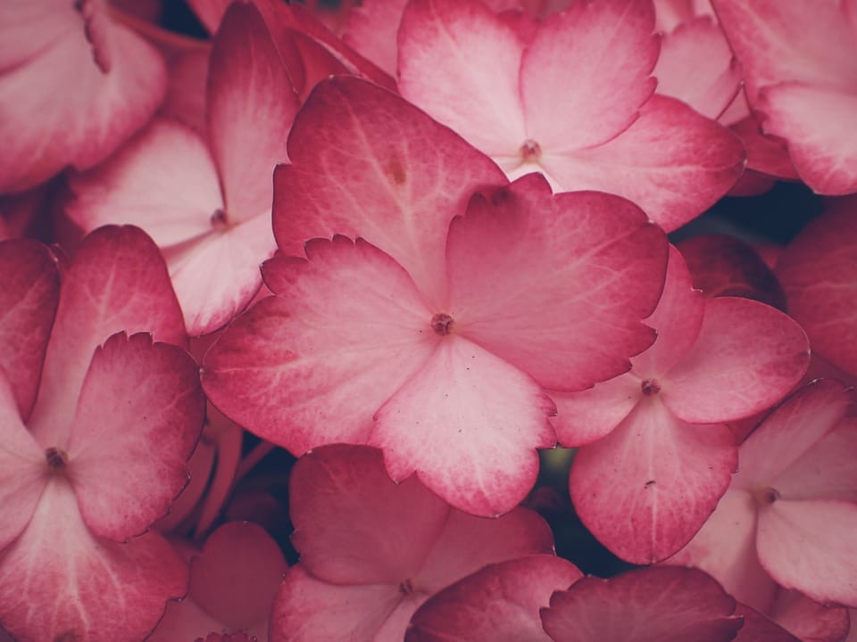 picture a day: jun 1