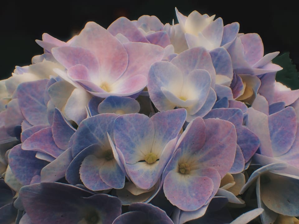picture a day: jun 2