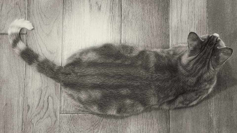 picture a day: jun 4