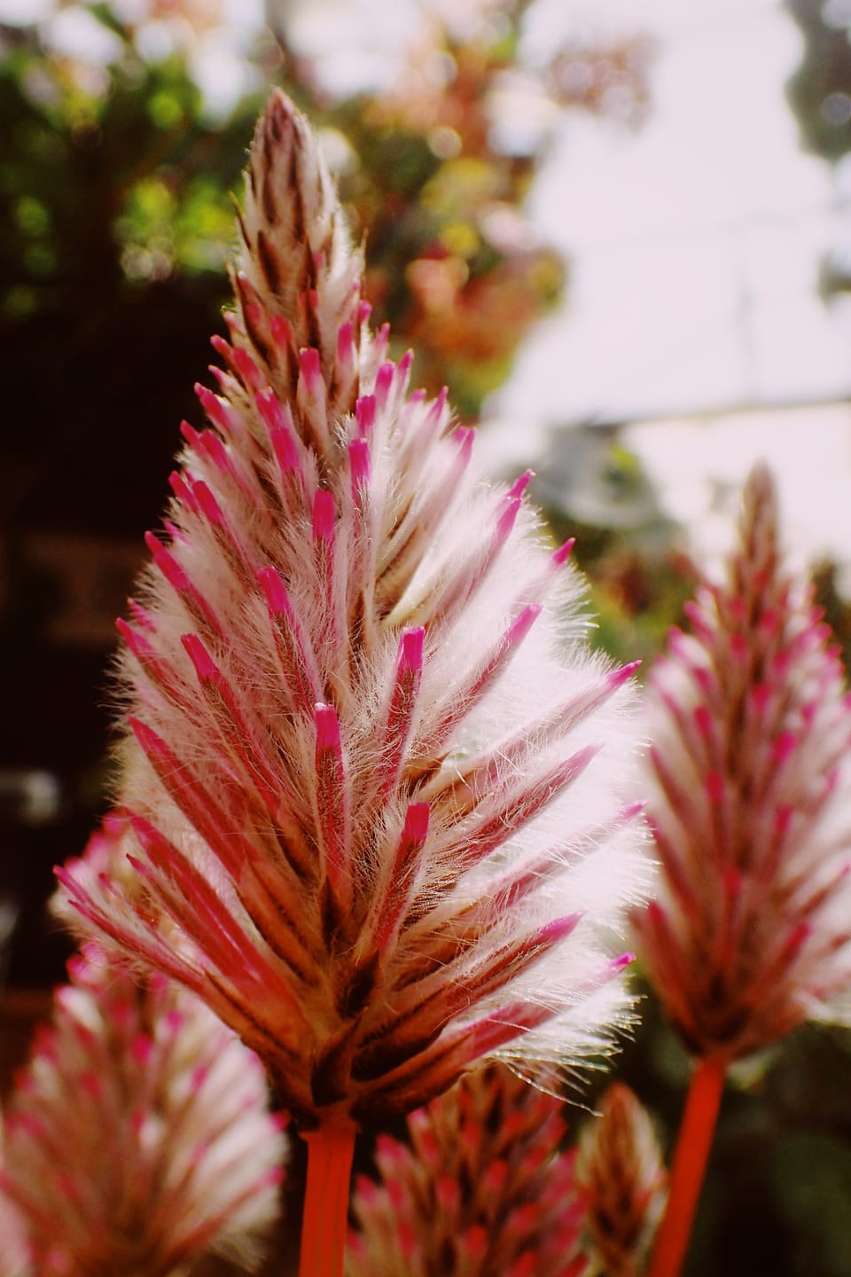 picture a day: jun 8