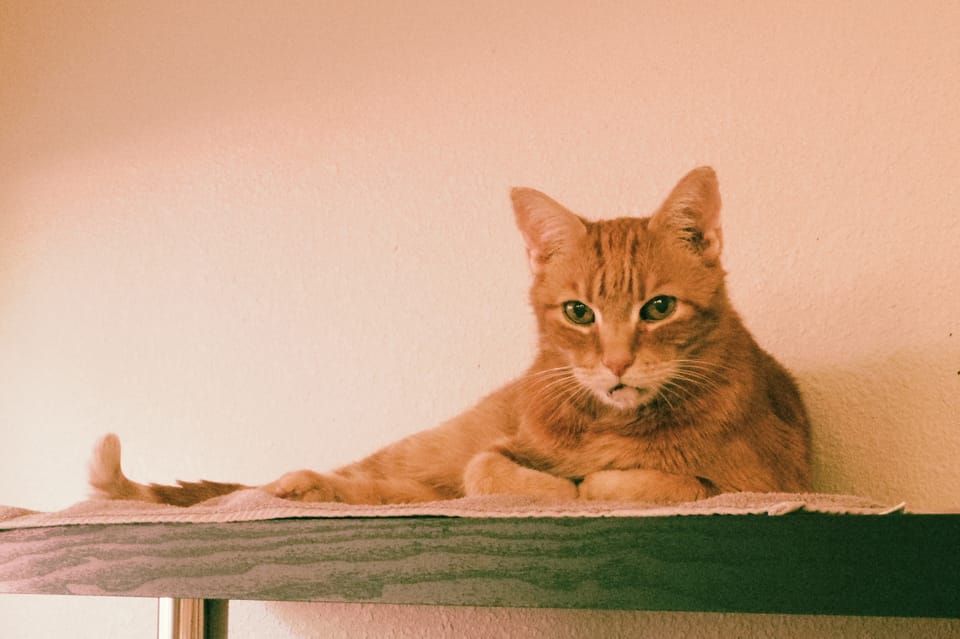 picture a day: jun 19