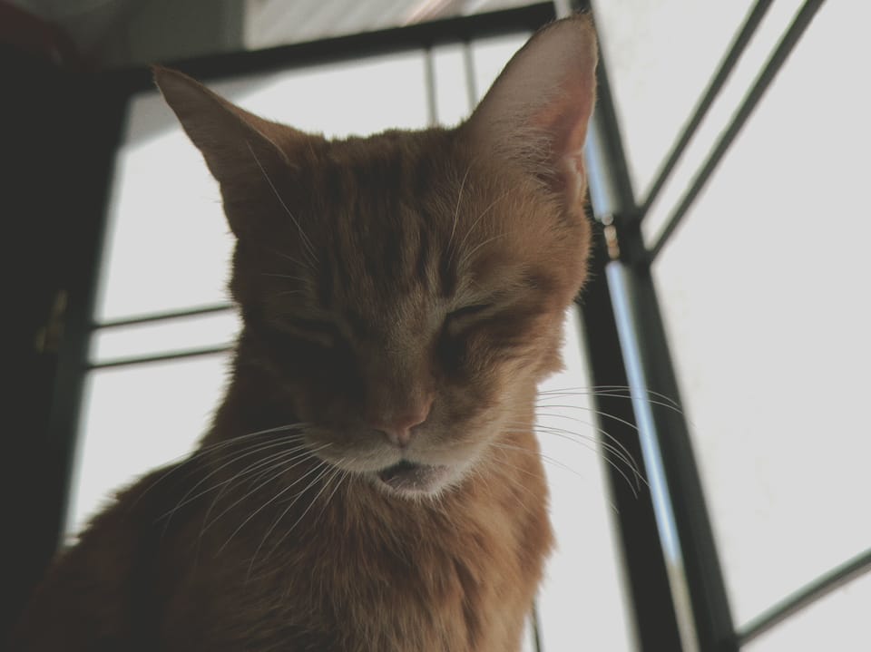 picture a day: jul 5
