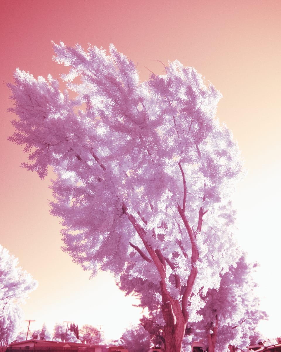 picture a day: jul 17