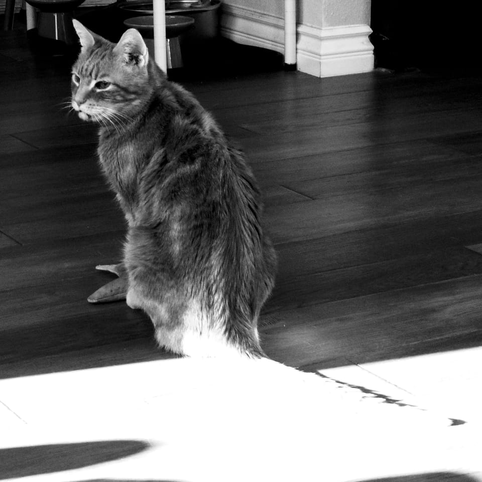 picture a day: jul 20