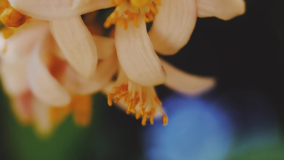 picture a day: jul 25