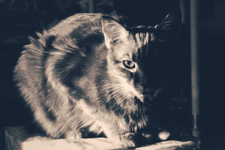 picture a day: aug 10