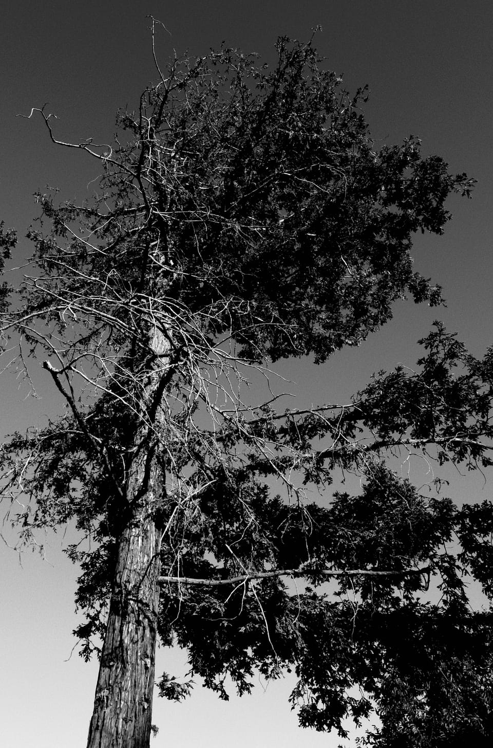picture a day: aug 8